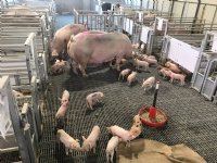 Regelgeving dierwaardige veehouderij in 2040 blijft onduidelijk