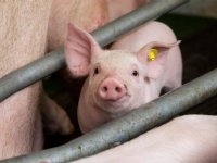 Flinke daling antibioticagebruik stemt tot tevredenheid