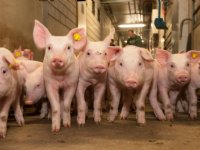 Varkensstapel Noordrijn-Westfalen daalt naar 6,1 miljoen