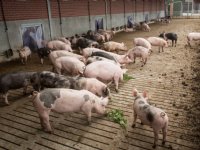 Duitse markt nadeel voor Nederlandse bio-varkens