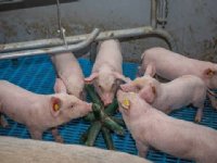 Schothorst heeft tien jaar varkensdata