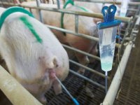 Tweedaagse praktijkcursus vruchtbaarheid varkens