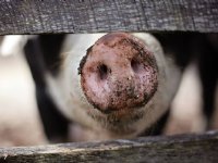 Poolse varkenshouders ageren tegen afzwakken bioveiligheid backyardbedrijfjes