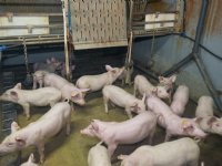 Belgisch onderzoek: doet muziek iets met varken of niet?