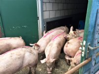 Rijd ladingen vleesvarkens over weegbrug