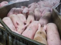 Loos alarm varkenspest Mexico