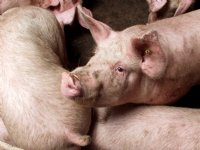 Afrikaanse varkenspest gevonden op Griekse varkenshouderij