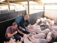 Britse varkensvleesproductie 1,2 procent gestegen