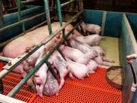 Britse varkenshouders na drie jaar weer in de plus