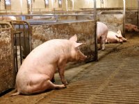 RDA wil betere ondersteuning bij keuze voortijdige doding