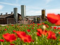 CO2-heffing leidt in varkenssector vooral tot reductie door stoppers