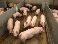 Betere groei bij varkens door constanter klimaat