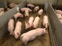 Intacte staarten al over negentien tot twintig rondes verplicht