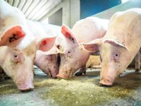 Nieuwe staltypes zorgen niet voor minder ammoniakemissie