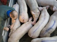 Vion ziet afzet richting China helemaal stilvallen