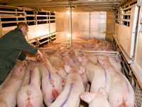 FAO verwacht 2,5 procent meer varkensvlees