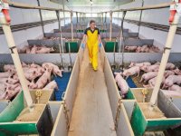 Vier bedrijven werken naar continue uitstroom PRRS-vrije biggen