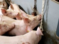 Onderzoek circovirus: PCV2 type a en d even dominant