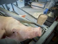 Elk varken laten profiteren van postbiotica in voer