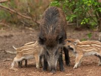 Afrikaanse varkenspest duikt op in regio Rome