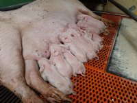 Jaarlijks 3 kilo toomgewicht van biggen bij spenen erbij