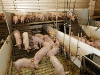 Op naar 1 miljard varkens in 2031