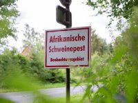 Eerste AVP-uitbraak in 2025 bij Slowaakse varkens