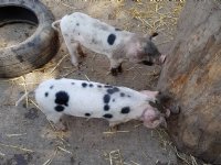 Backyardvarkens taboe door varkenspest in Noord-Italië
