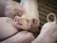 Met voeding sturen op behoud van krulstaart