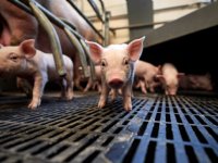 Canadese integrator verkleint varkensproductie