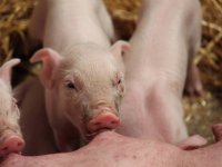 NVWA legt twee varkensbedrijven last onder dwangsom op