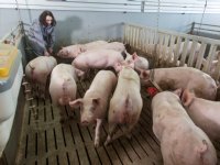 Duitsers brengen 10 procent minder varkensvlees op de markt