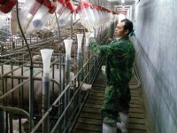 Opflakkerende varkenspest teistert China