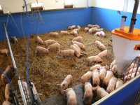 Duitse marktexpert verwacht betere varkensprijzen, maar geen wonderen
