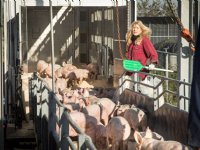 Minder biggen maar meer vleesvarkens afgezet naar buitenland