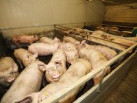 Duitse vleesvarkensnotering daalt 15 cent