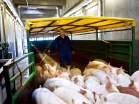 Deense varkensstapel krimpt 10 procent