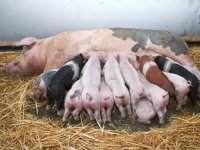 Zwitsers stemmen tegen biologische regels voor alle vee