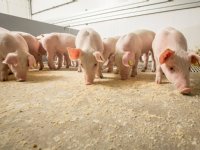 Kraamopfokhok of drie tomen mengen voor het spenen is het beste