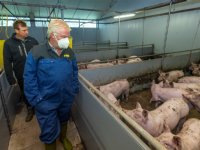 Mattieu Spruit houdt varkens om rundveetak circulair te maken
