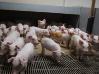 Meer Deense varkensbedrijven PRRS-vrij