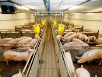 Agrifirm gaat handhaafbaar doelvoorschriftensysteem onderzoeken