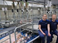 Nieuwsgierige Duroc-big zoekt sneller naar eten
