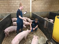 Onderzoek naar Sins bij pasgeboren biggen