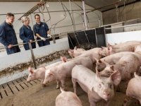Derk en Sanne Veenstra willen vleesvarkens vrijmaken van PRSS
