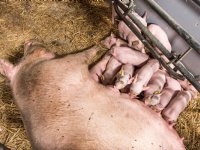 Domper op afzetmarkt voor biologische varkenshouderij