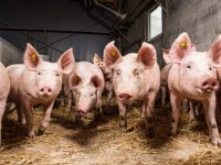 Doel halvering stikstofuitstoot schuift door naar 2035