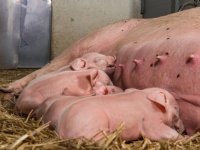 Barth-Misset Fonds looft 2,5 ton uit voor dierenwelzijnsinnovaties