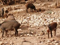 Handelen in varkensvlees met Sardinië kan weer