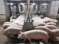 Opstarten Chinees varkenshotel verloopt voorspoedig